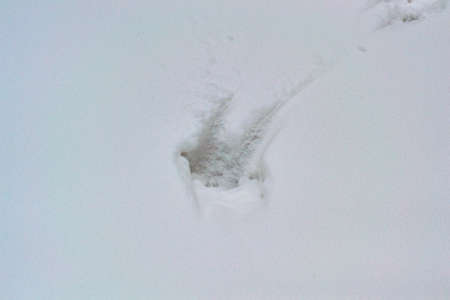 Traces of deep, hare, animals in winter on white backgroundの写真素材