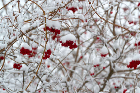 In winter, large branches hanging ripe, beautiful fruitsの写真素材