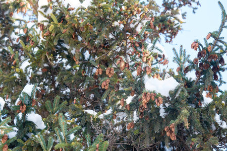 Frost Covered Spruce Tree Branch with Pine Cones