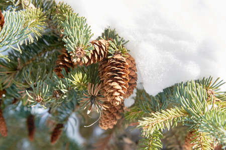 Covered pine cones on rustic white wood backgroundの写真素材