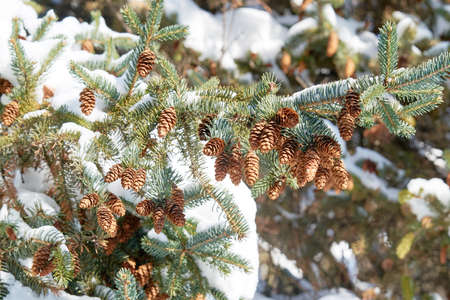 Christmas evergreen spruce tree with fresh snowの写真素材