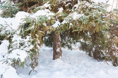 Winter background with beautiful cones in the forestの写真素材