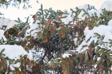 Christmas tree pine cones winter in the Sunny weatherの写真素材