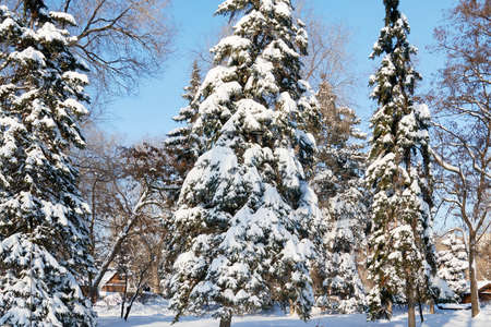 Christmas tree branches and cones winter holidayの写真素材