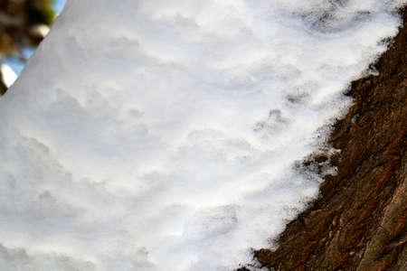 Snow covered tree trunks in pine as backgroundの写真素材