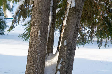 On a cold winter days fresh snow covered this frosted pineの写真素材