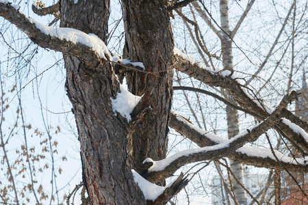 Snow covered tree perspective view looking upの写真素材