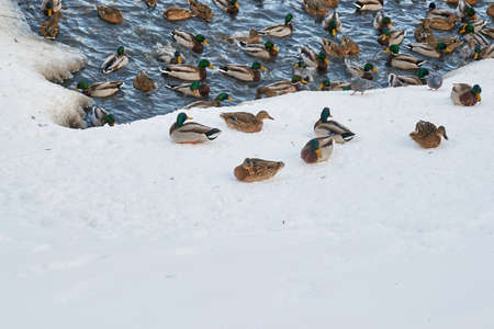 ducks swimming in the frozen in the parkの写真素材