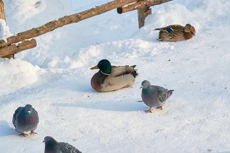 birds beautiful near ice with winter snowの写真素材