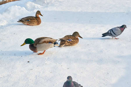 Beautiful the Ducks in near the waterの写真素材