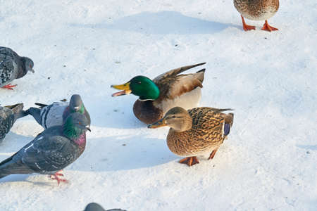 Beautiful landscape in near water a flock of ducksの写真素材