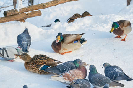 pigeon standing to each other on covered shoreの写真素材