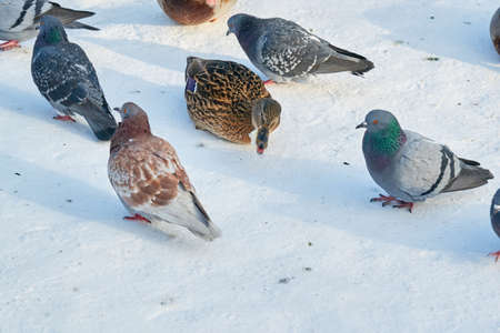 on the shore there are large the birdsの写真素材