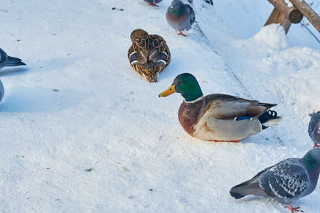 Gray wild birds closeup on a winterの写真素材