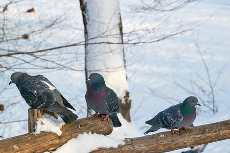 Gray wild birds closeup on a winterの写真素材