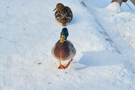 Gray beautiful birds closeup on a winterの写真素材