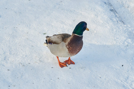 beautiful Gray wild birds closeup on a winterの写真素材