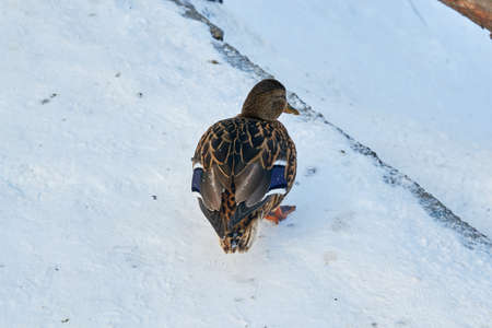 Gray wild ducks closeup on a winterの写真素材