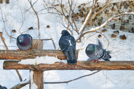 the birds closeup on a winter lake backgroundの写真素材