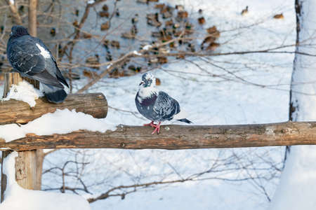 in a winter lake closeup lake backgroundの写真素材
