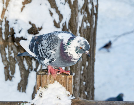 beautiful birds the closeup on a winter lake backgroundの写真素材