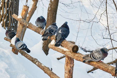 Gray wild birds closeup on a winterの写真素材