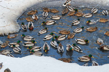 Colorful duck near ice with winter snowの写真素材