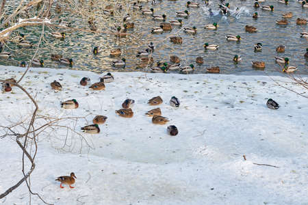 A wild birds swims in a winter near waterの写真素材
