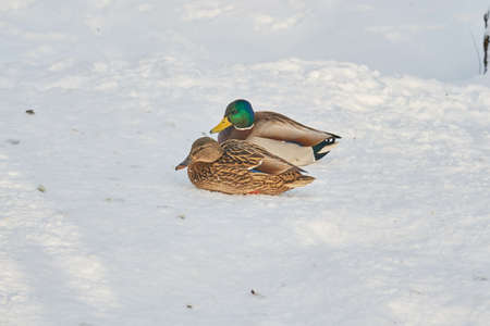 Two ducks standing backwards to each otherの写真素材