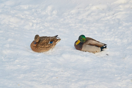 beautiful the birds and the banks coveringの写真素材