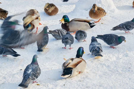 Beautiful landscape and in the flock of birdsの写真素材