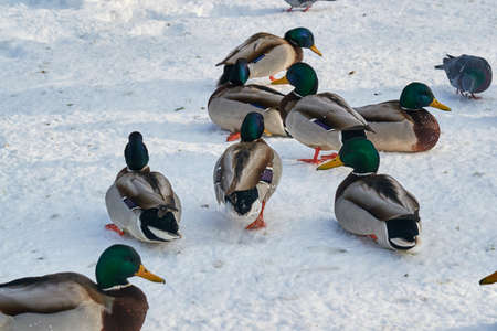 Beautiful winter landscape and of ducksの写真素材