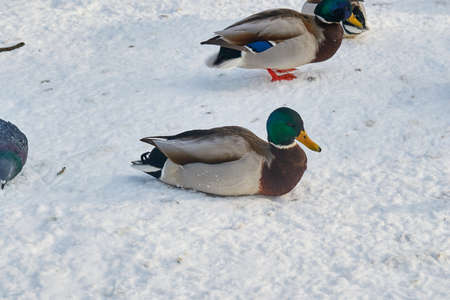 Beautiful landscape and in the flock of a lot birdsの写真素材