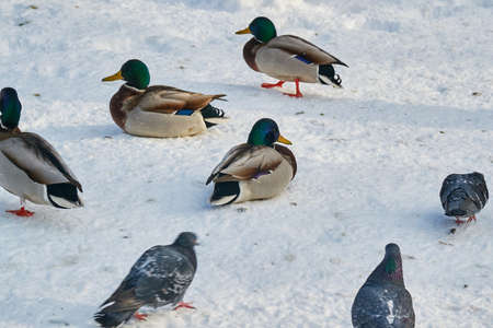 Gray beautiful birds closeup on a winterの写真素材