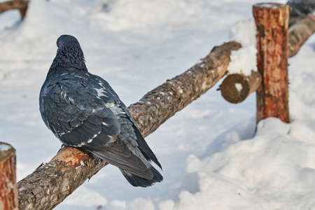 Gray wild birds closeup on a winterの写真素材