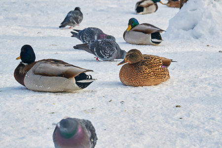 Gray wild ducks closeup on a winter