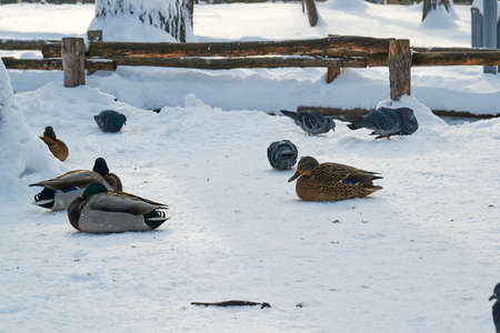 on the shore there are large the birdsの写真素材