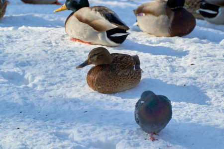 birds and the banks covering in winterの写真素材