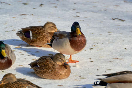 Beautiful landscape and in the flock of birdsの写真素材