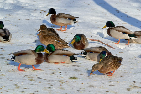 the standing to each other on covered shore