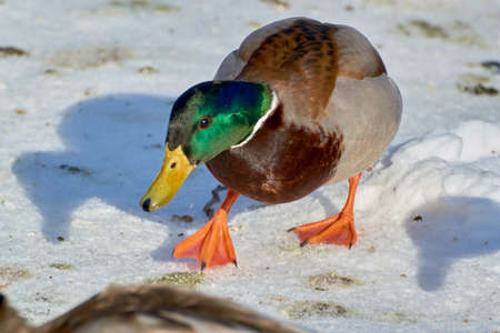 beautiful Gray wild birds closeup on a winterの写真素材