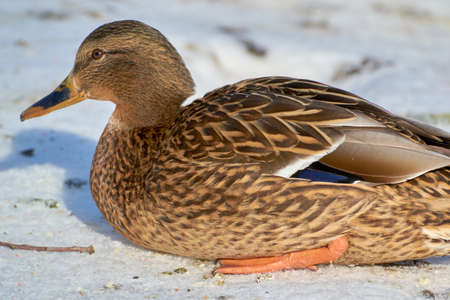 wild bird swimming in the frozen in waterの写真素材