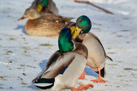closeup on a winter lake background.の写真素材