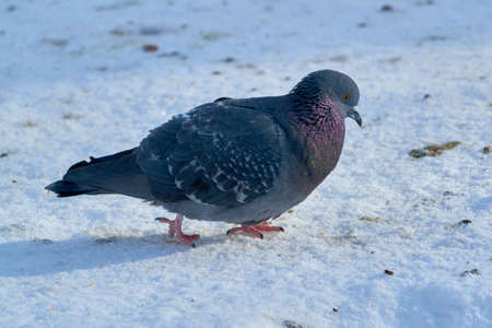 Gray wild birds closeup on a winterの写真素材