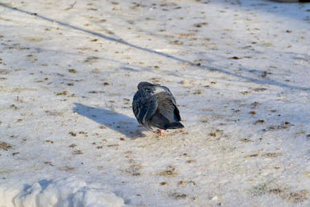 Beautiful landscape in near water a flock of pigeonの写真素材