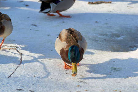 beautiful Gray wild birds closeup on a winterの写真素材