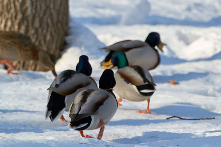 duck in a winter lake closeup lake backgroundの写真素材