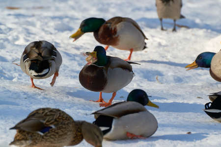 Beautiful landscape near the water a flock of one birdsの写真素材