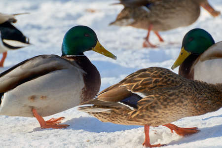 closeup on a winter lake backgroundの写真素材