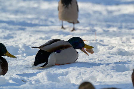 Gray wild birds closeup on a winterの写真素材